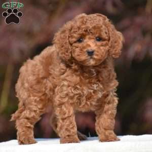 Tyson, Miniature Poodle Puppy